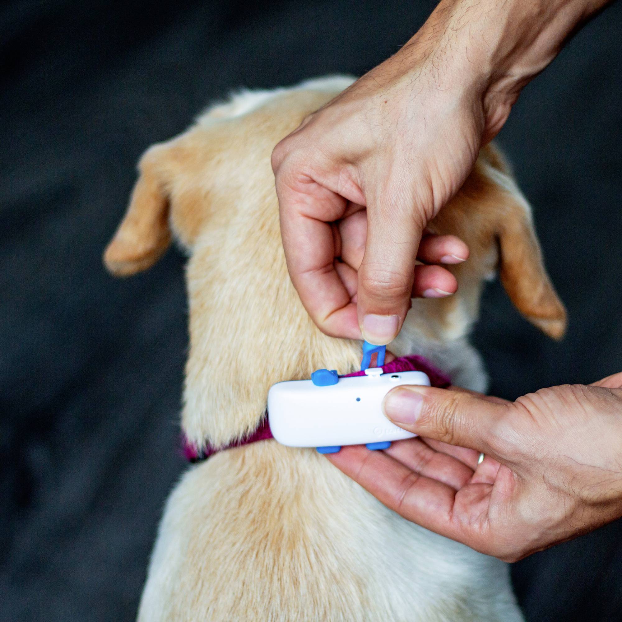 Tractive DOG 4 GPS Tracker Haustiertracker Weiß, Blau