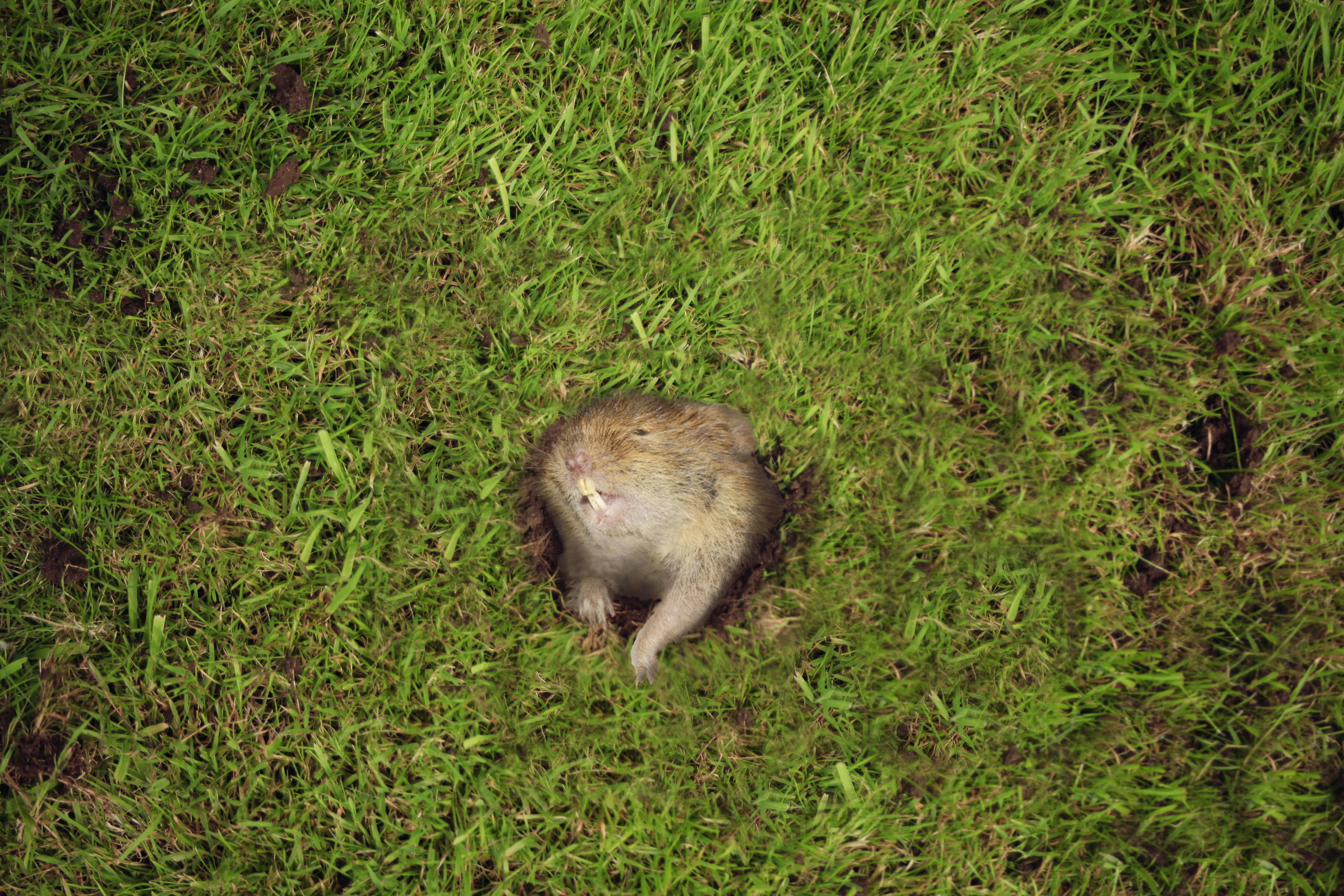 Gardigo Wühlmausfalle 4St.