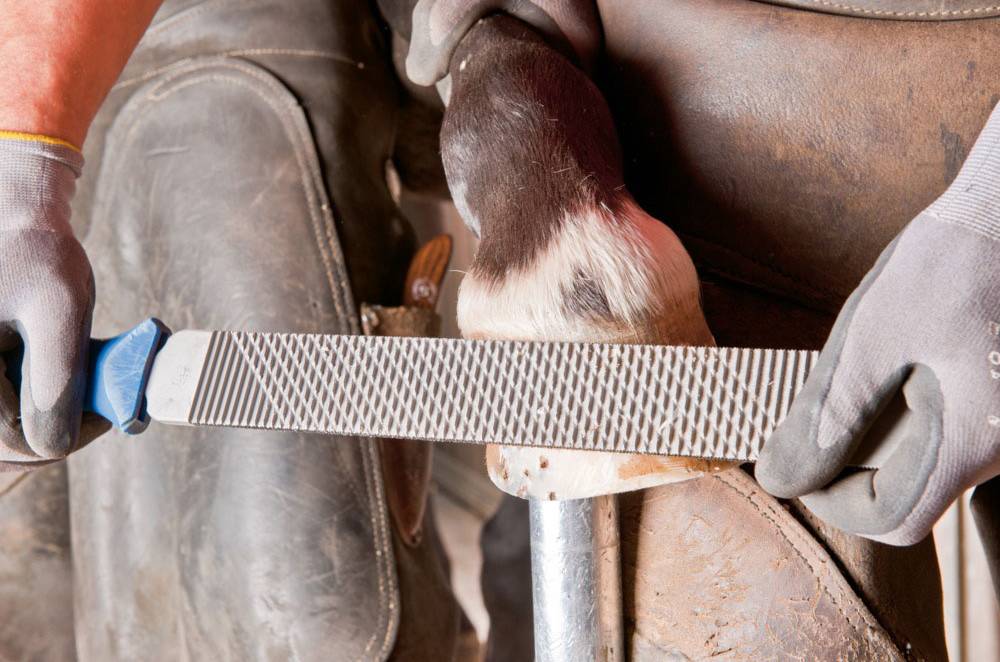 PFERD TOOLS 13180351 Hufhobel Länge 350mm 1St.