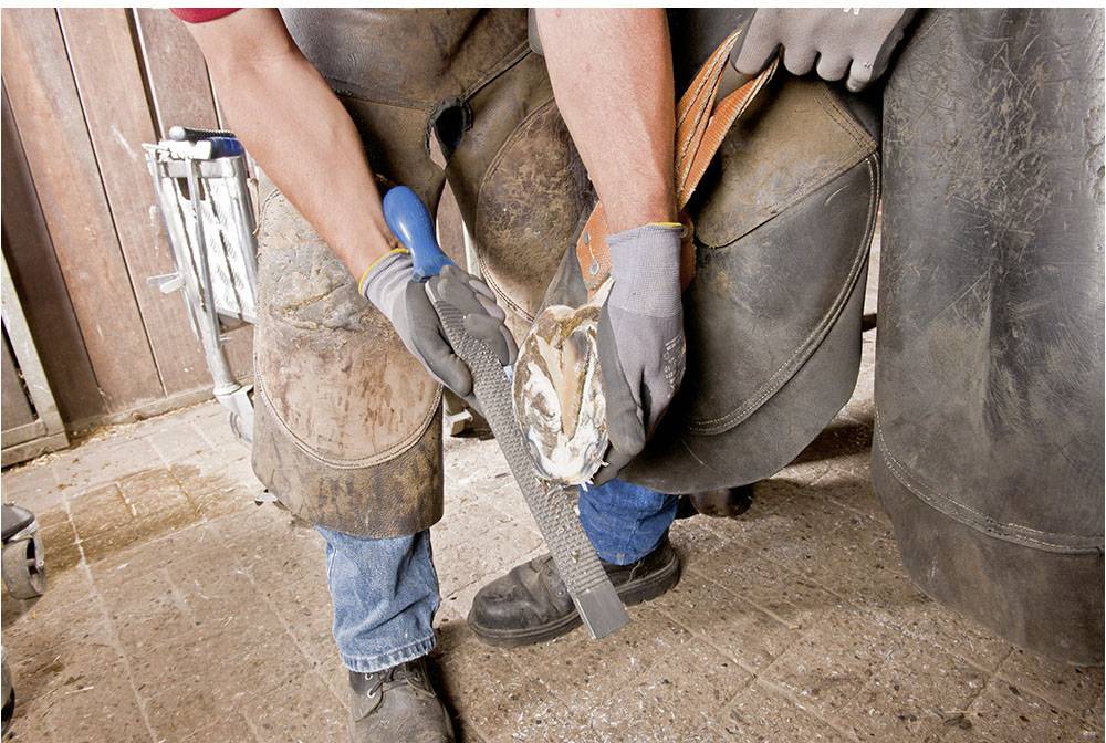 PFERD TOOLS 13180351 Hufhobel Länge 350mm 1St.