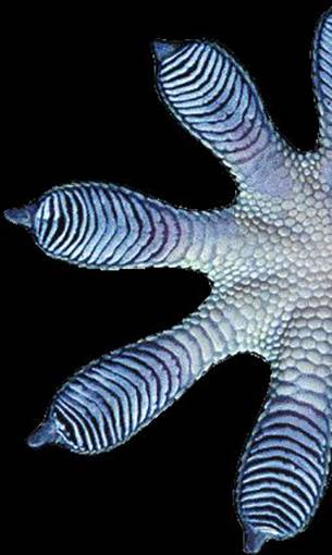 Blaues Froschfuß mit fünf gespreizten Zehen auf schwarzem Hintergrund. Haut texturiert mit Streifen.