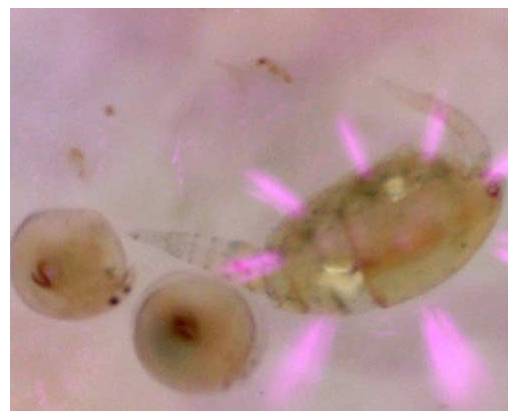 Mikroskopische Ansicht von winzigen durchscheinenden Organismen oder Eiern auf rosafarbenem Hintergrund, mit leuchtend rosa Stacheln oder Markierungen um ein Exemplar herum.
