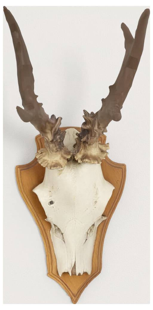 Ein auf einem Holzschild montierter Hirschschädel mit Geweih vor einem einfarbigen Hintergrund.