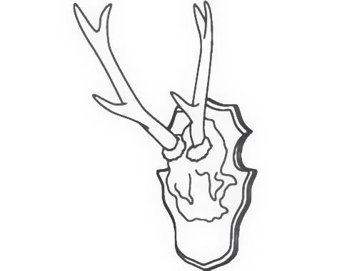 Darstellung von montierten Geweihen auf einer schildförmigen Plakette, von vorne betrachtet.