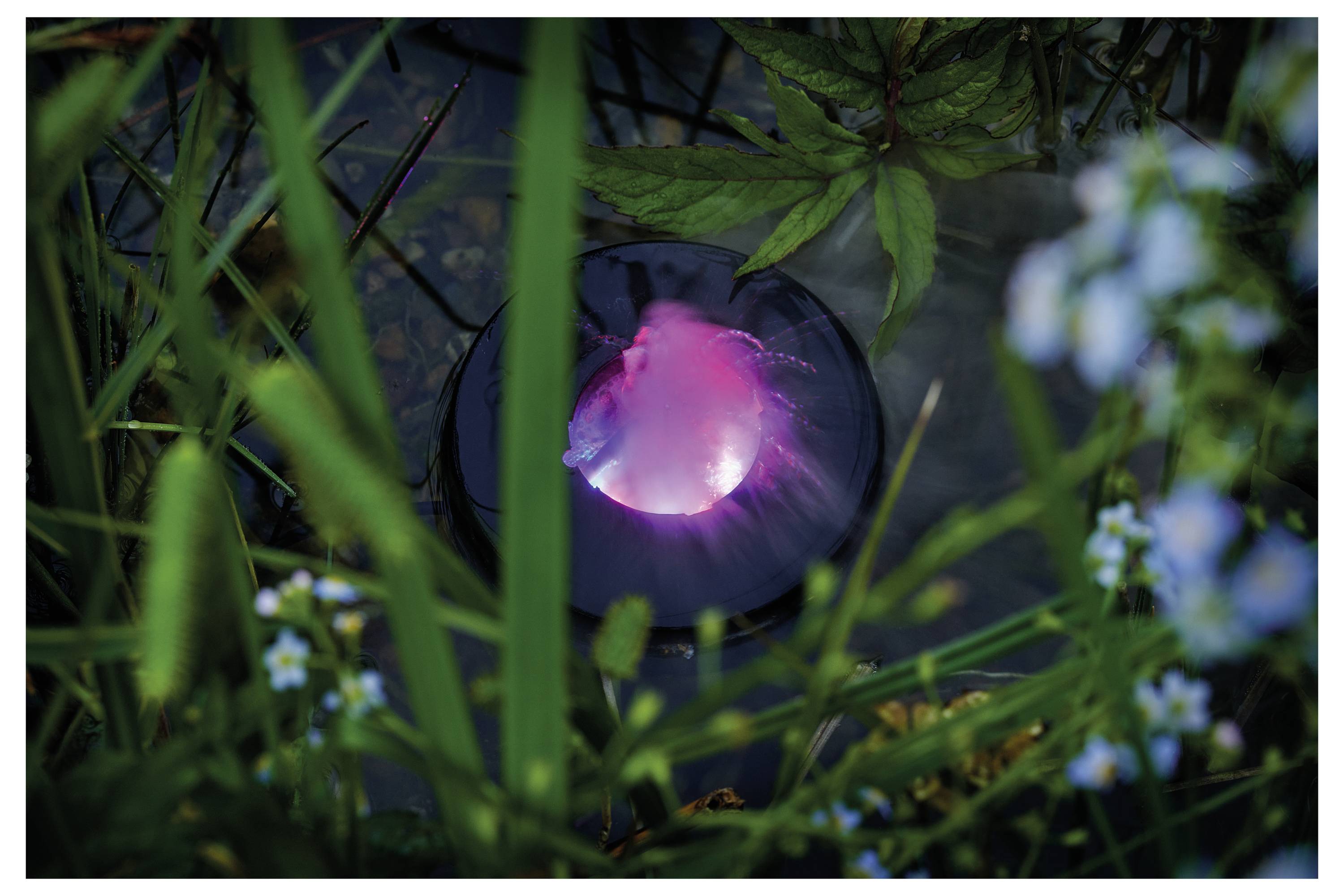 Ein leuchtendes rosa Licht strahlt von einem kreisförmigen Objekt aus, umgeben von grünen Blättern und blauen Blumen, wodurch eine mystische Atmosphäre in der Natur entsteht.