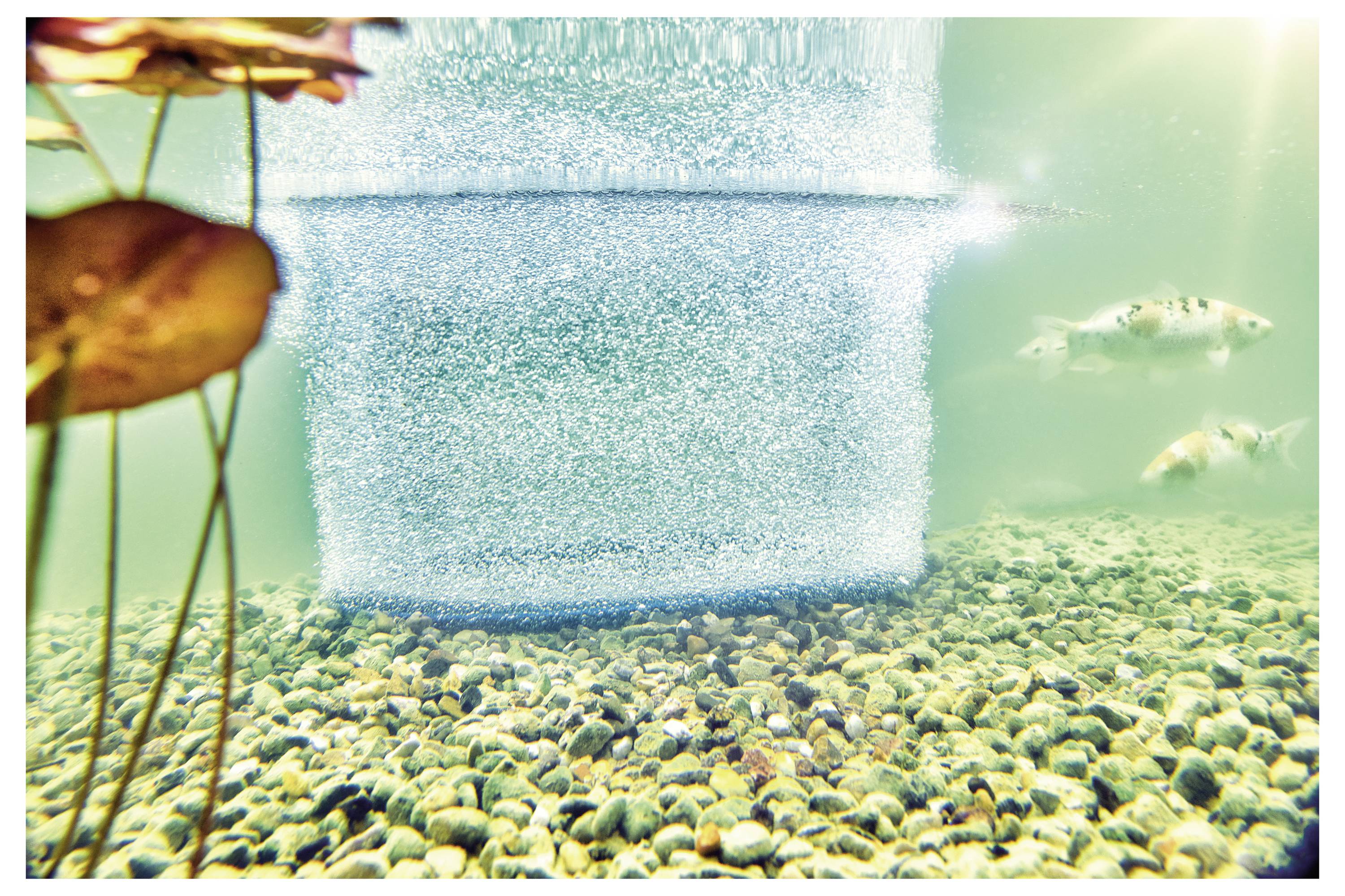 Unterwasseransicht, die Luftblasen zeigt, die vom Grund aufsteigen, umgeben von Fischen und Steinen, mit Seerosenblättern, die darüber sichtbar sind.