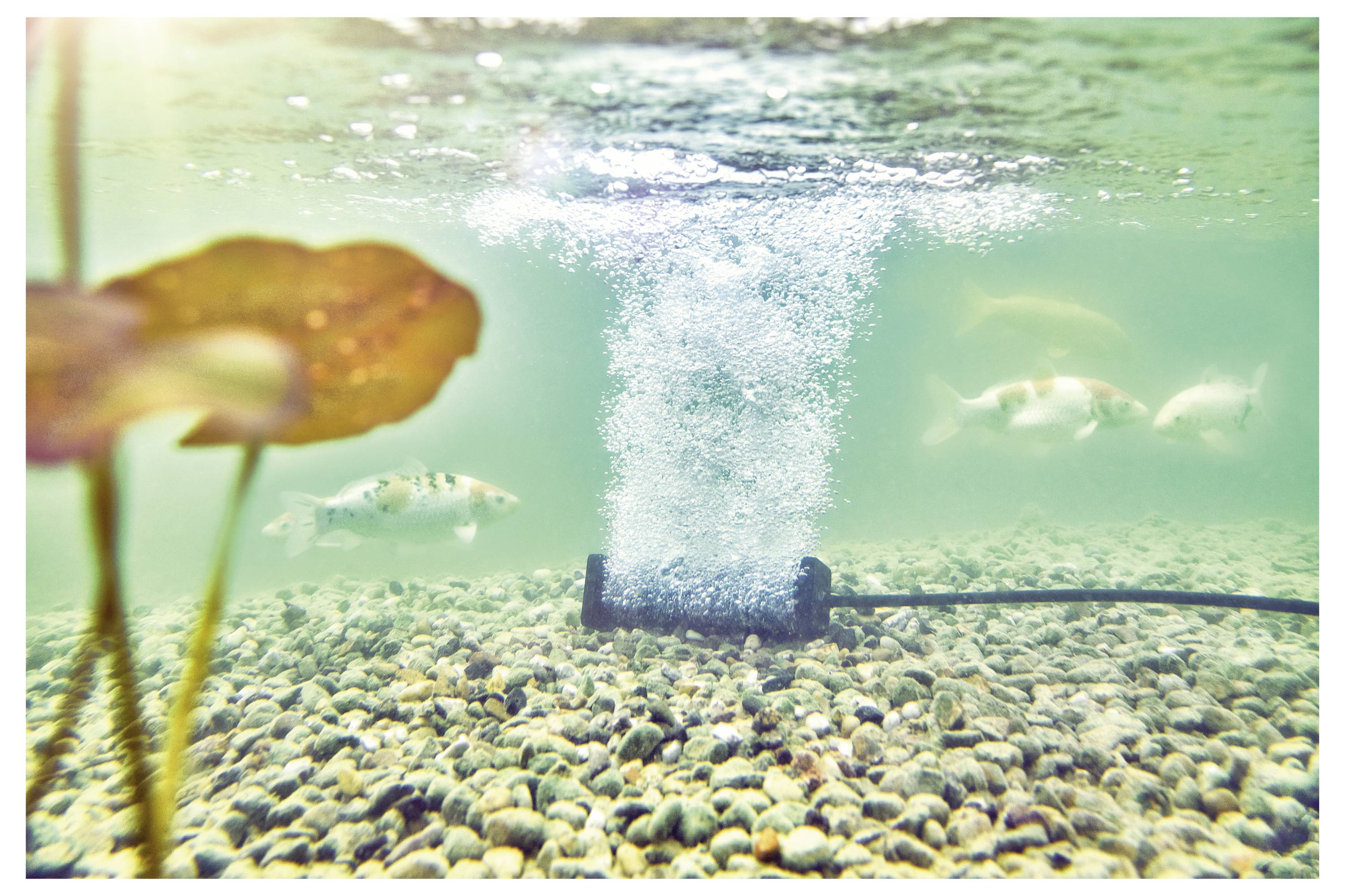 Eine Unterwasseransicht eines Teichs mit einem sprudelnden Belüftungsgerät in der Mitte. Fische schwimmen in der Nähe über einem Bett aus kleinen Kieseln, mit einem Pflanzenblatt links.