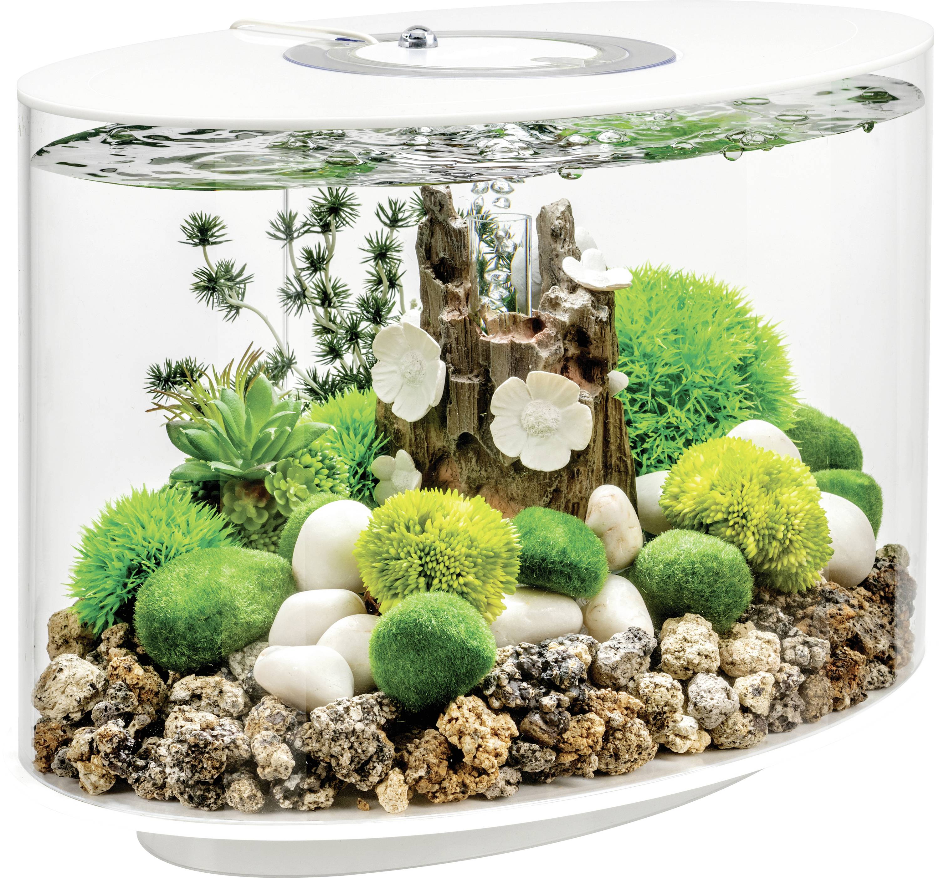 Ein ovales Aquarium mit grünen Mooskugeln, weißen Steinen und dekorativen Pflanzen, mit einem zentralen Treibholzstück, das mit weißen Blüten geschmückt ist.