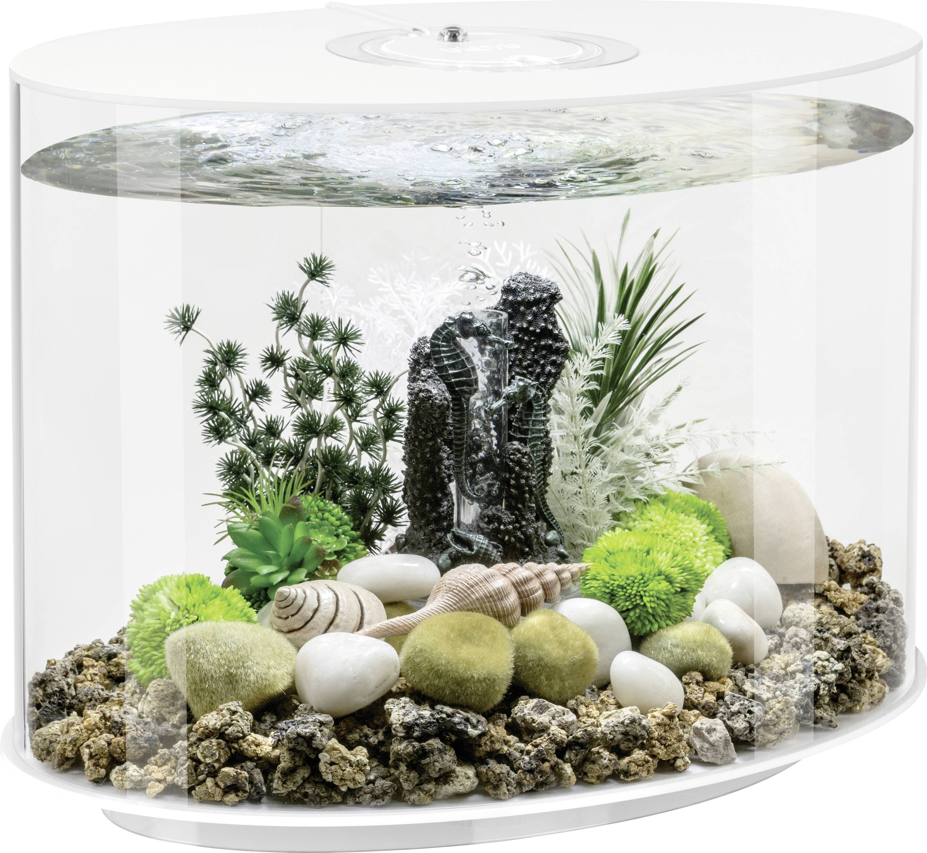 Ein ovales Aquarium mit Wasserpflanzen, Muscheln und einer dekorativen Holzverzierung, die wie ein kleines Schiffswrack aussieht.