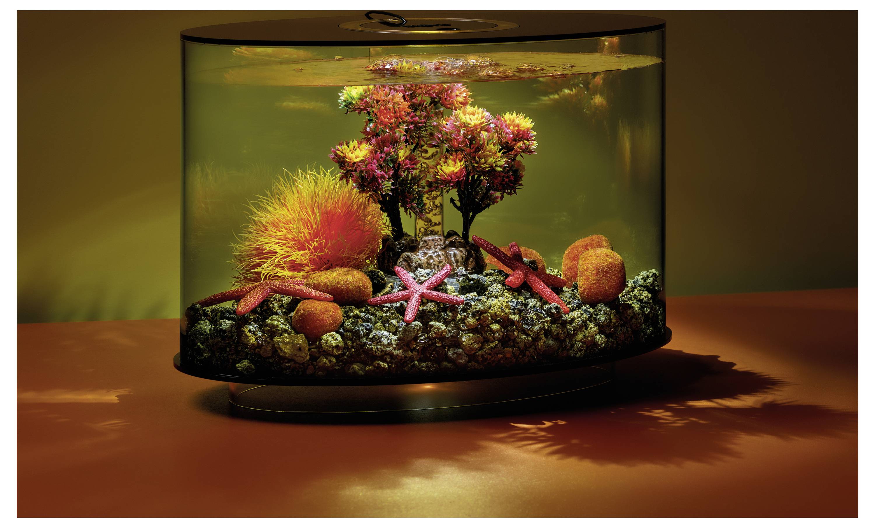 Bunter Fischaquarium mit künstlichen Pflanzen, Seesternen und Kieseln. Helle Beleuchtung hebt die lebhaften Farbtöne von Orange, Rosa und Grün hervor.