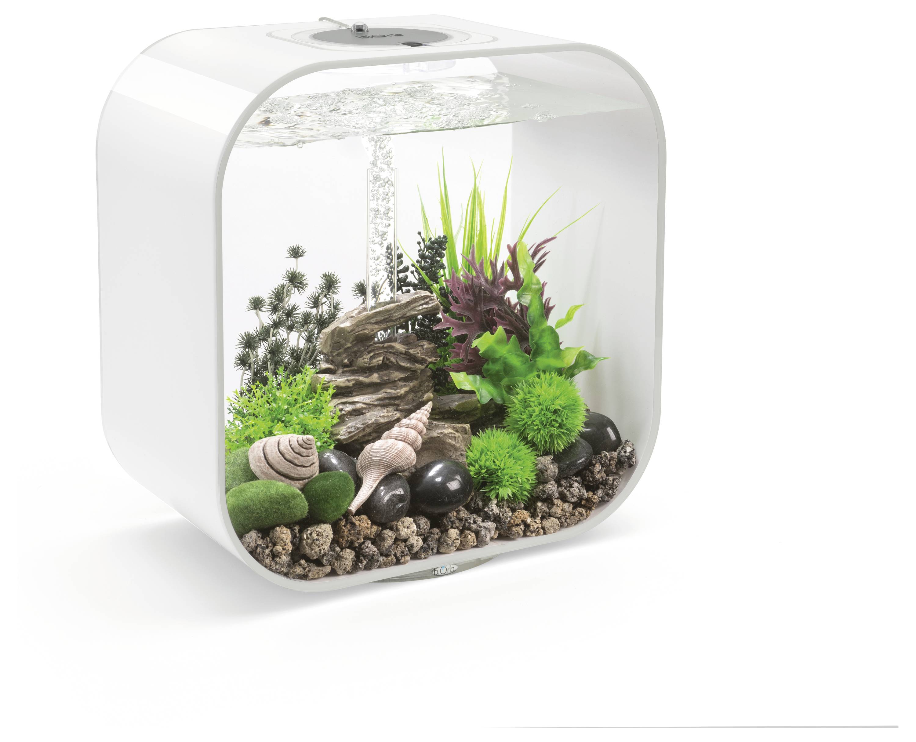 Ein kleines, modernes Aquarium mit Steinen, verschiedenen grünen Pflanzen und dekorativen Muscheln, gefüllt mit Wasser, vor einem weißen Hintergrund.