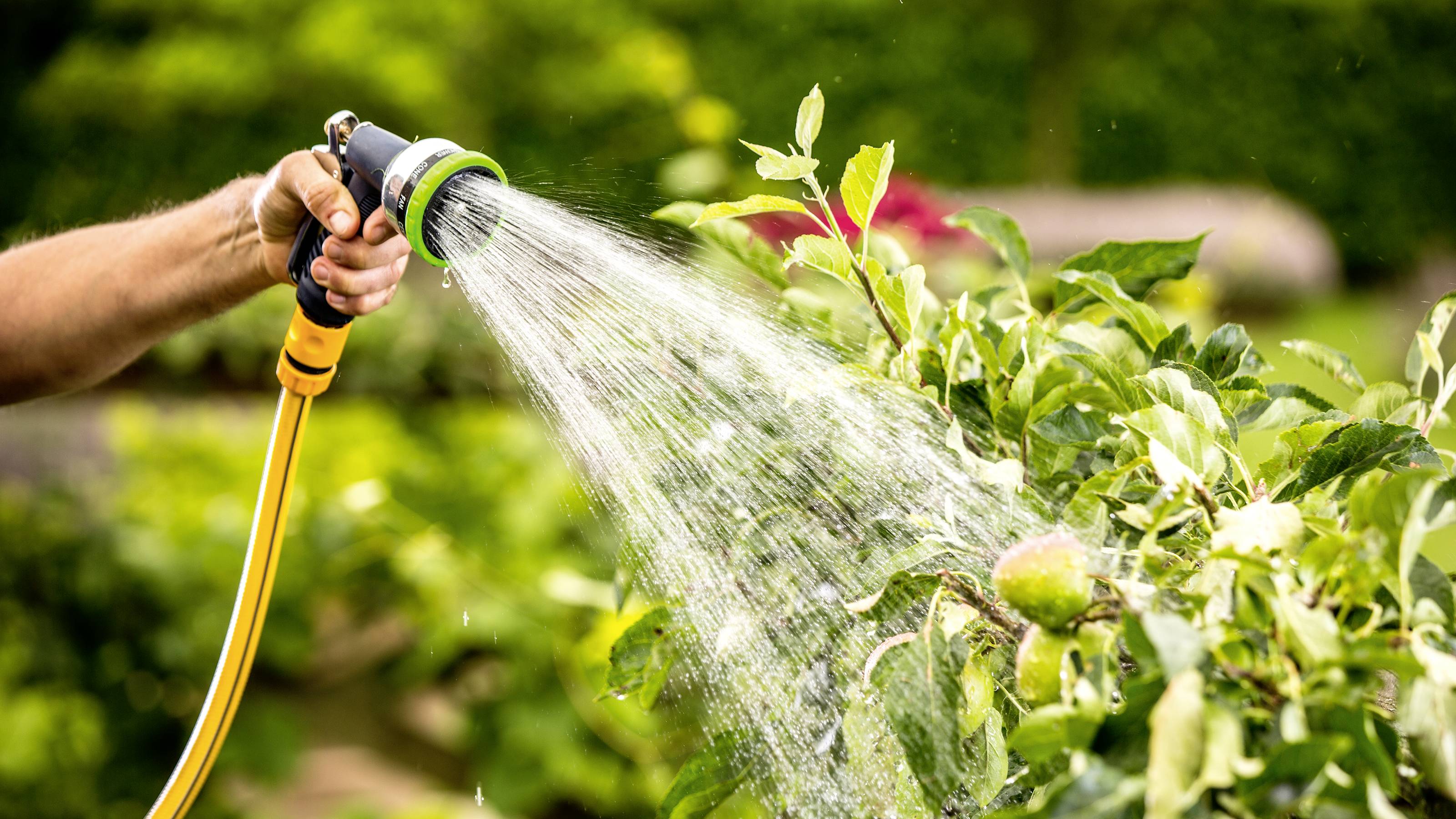 Eine Hand hält einen Gartenschlauch und bewässert Apfelbaumzweige mit reifen Früchten, im Hintergrund unscharfe Gartenansicht.
