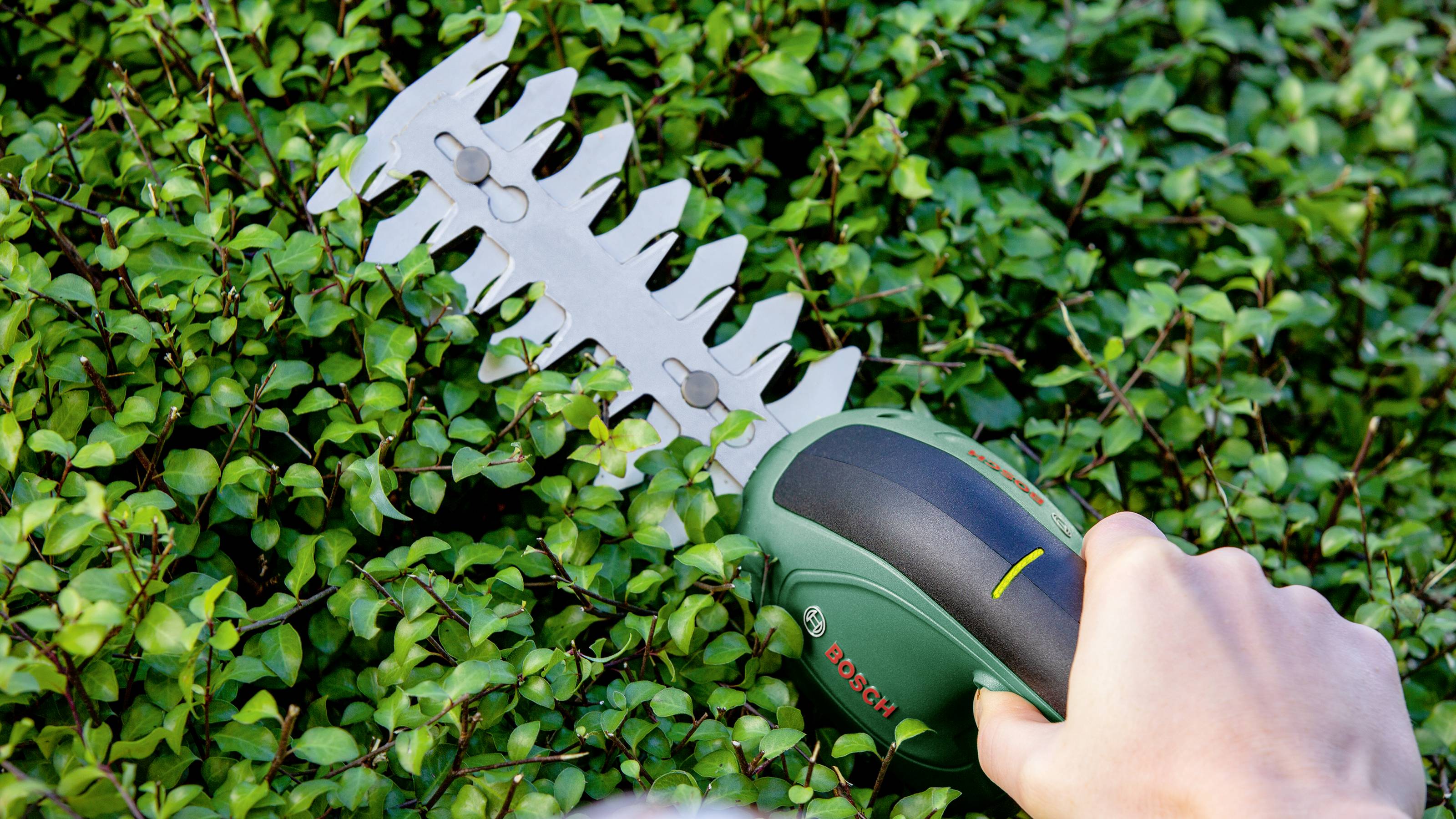 Eine Person schneidet eine grüne Hecke mit einer elektrischen Heckenschere, die ein Bosch-Logo trägt.