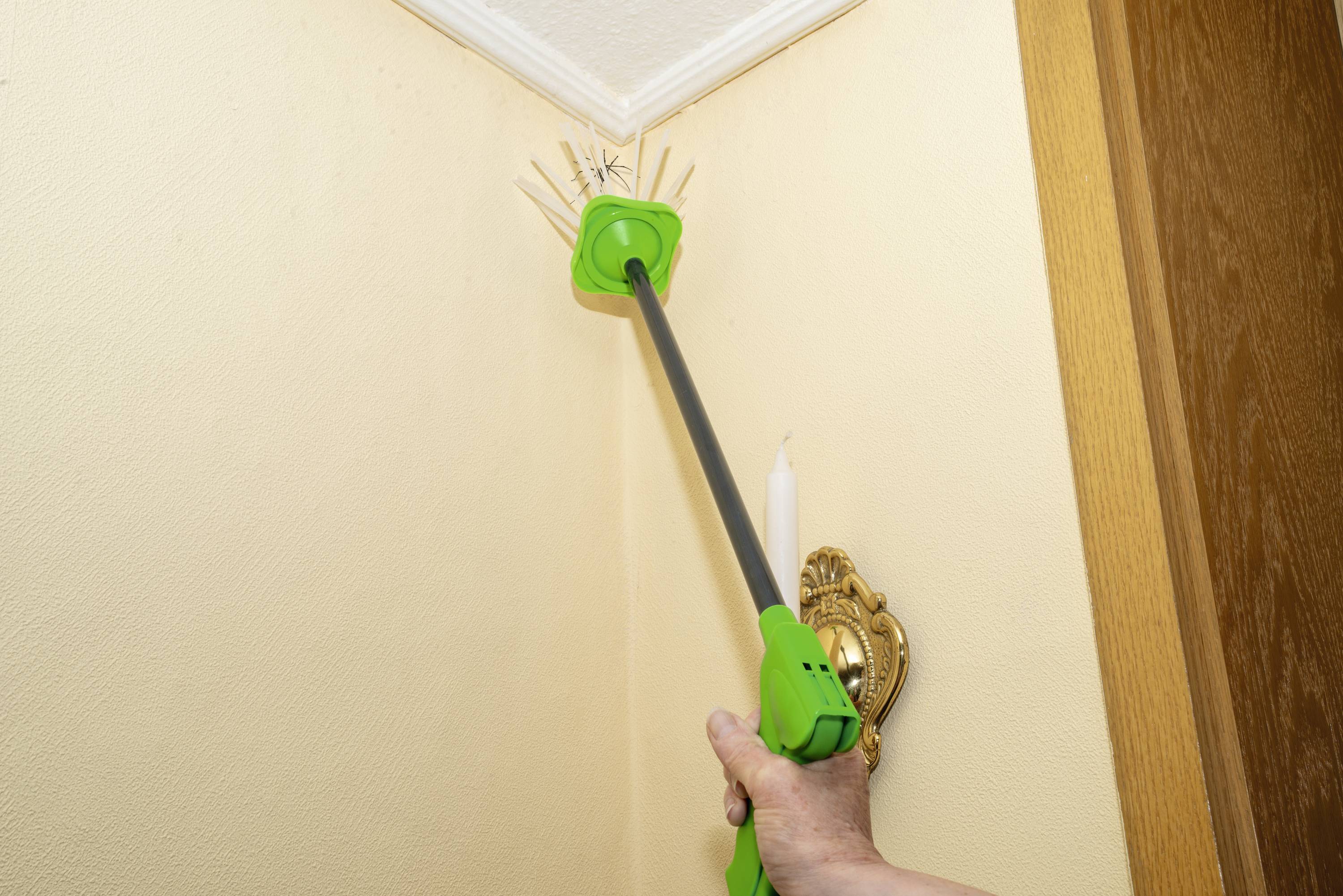 Gardigo Spinnen-Fänger Lebendfalle (L x B x H) 645 x 73 x 135mm Schwarz, Grün 1St.