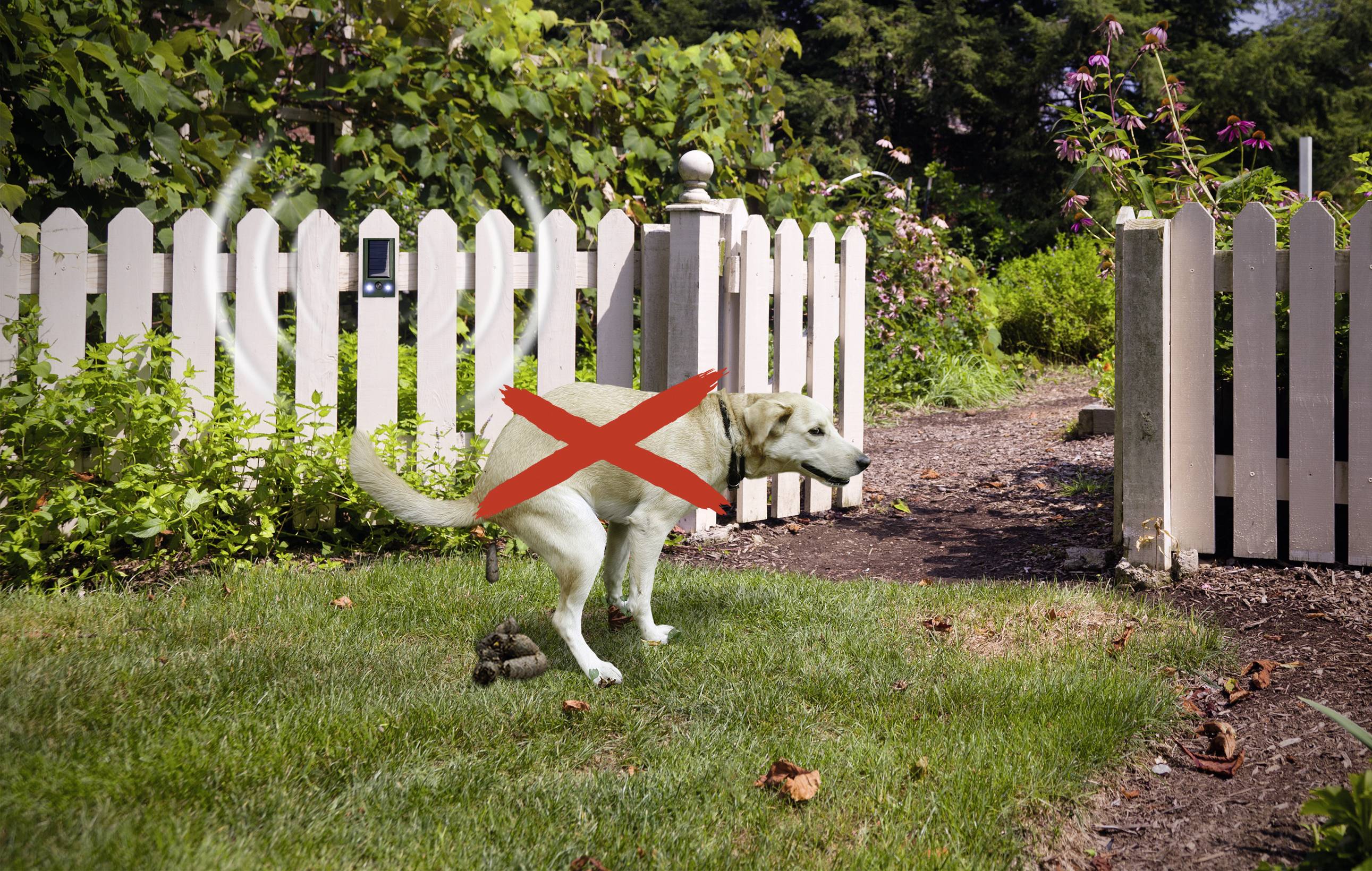 Hund hebt Bein in Garten mit weißem Holzzaun, rotes Kreuz über Hund; visuelle Darstellung eines nicht erlaubten Verhaltens.