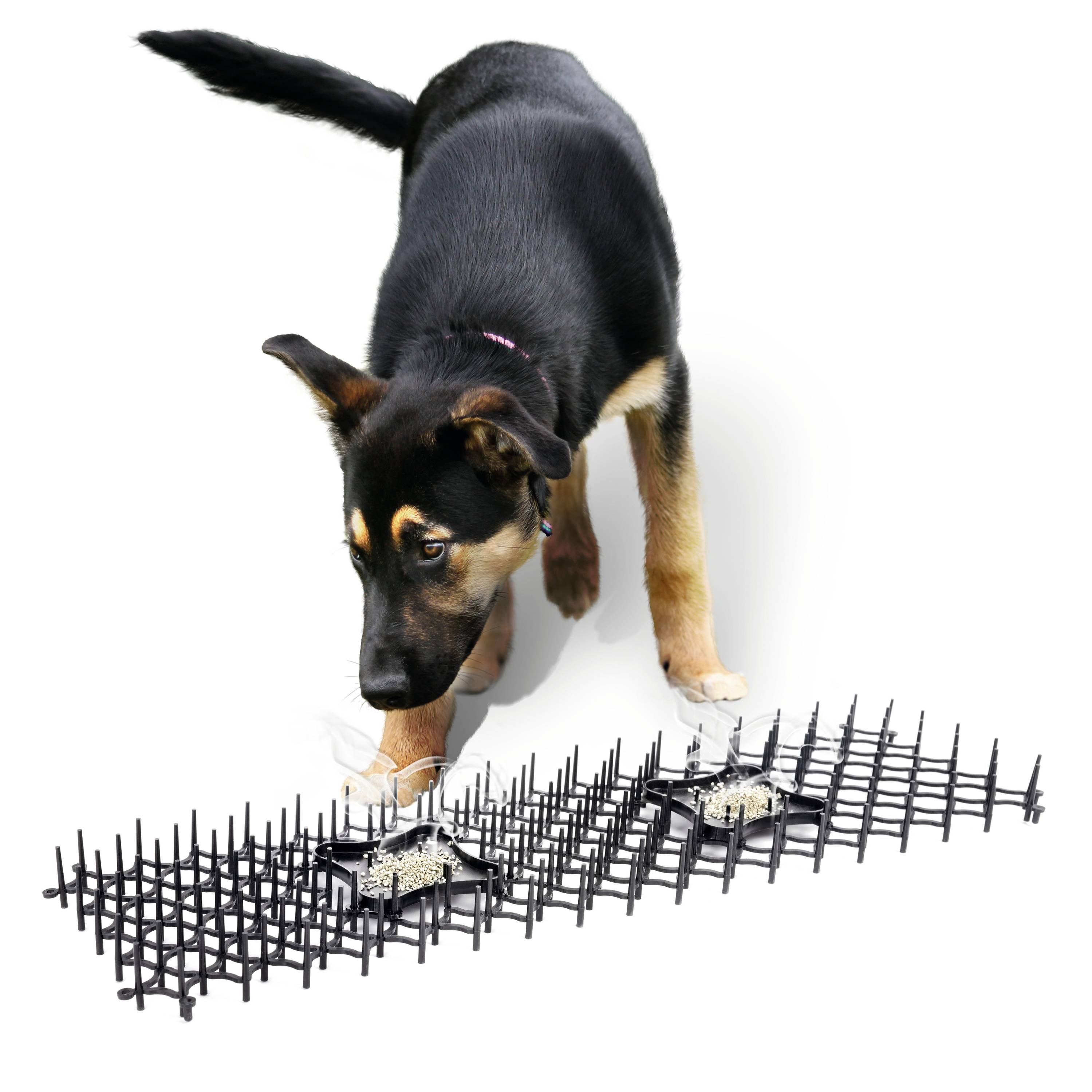 Ein Hund schnüffelt an einem schwarzen Kunststoffgitter mit Sand darin. Das Gitter ist auf einem weißen Hintergrund platziert.