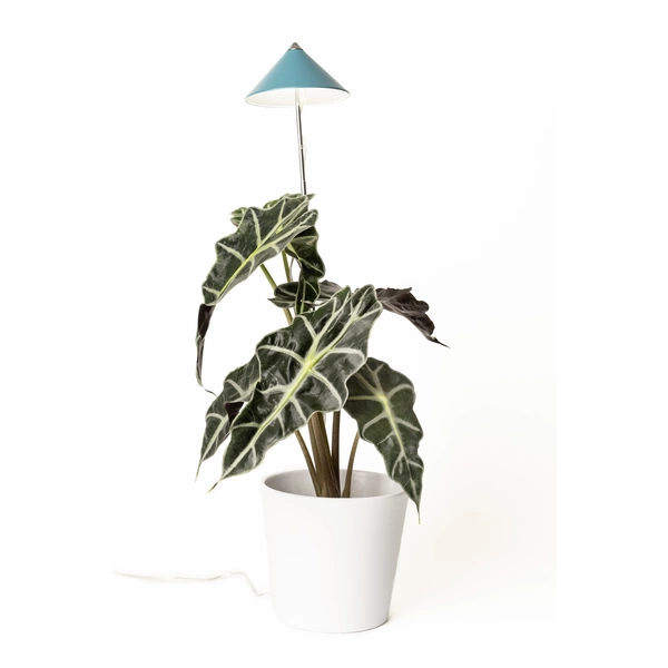 Venso LED-Pflanzenlampe Wachstum SUNLiTE 7W Petrol 230V LED fest eingebaut 7W 1St. Venso LED-Pflanzenlampe Wachstum SUNLiTE 7W Petrol 230V LED fest eingebaut 7W 1St.