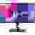Asus ProArt PA329CV LED-Monitor EEK G (A - G) 81.3cm (32 Zoll) 3840 x 2160 Pixel 16:9 5 ms HDMI®, Kopfhörer (3.5mm Klinke)