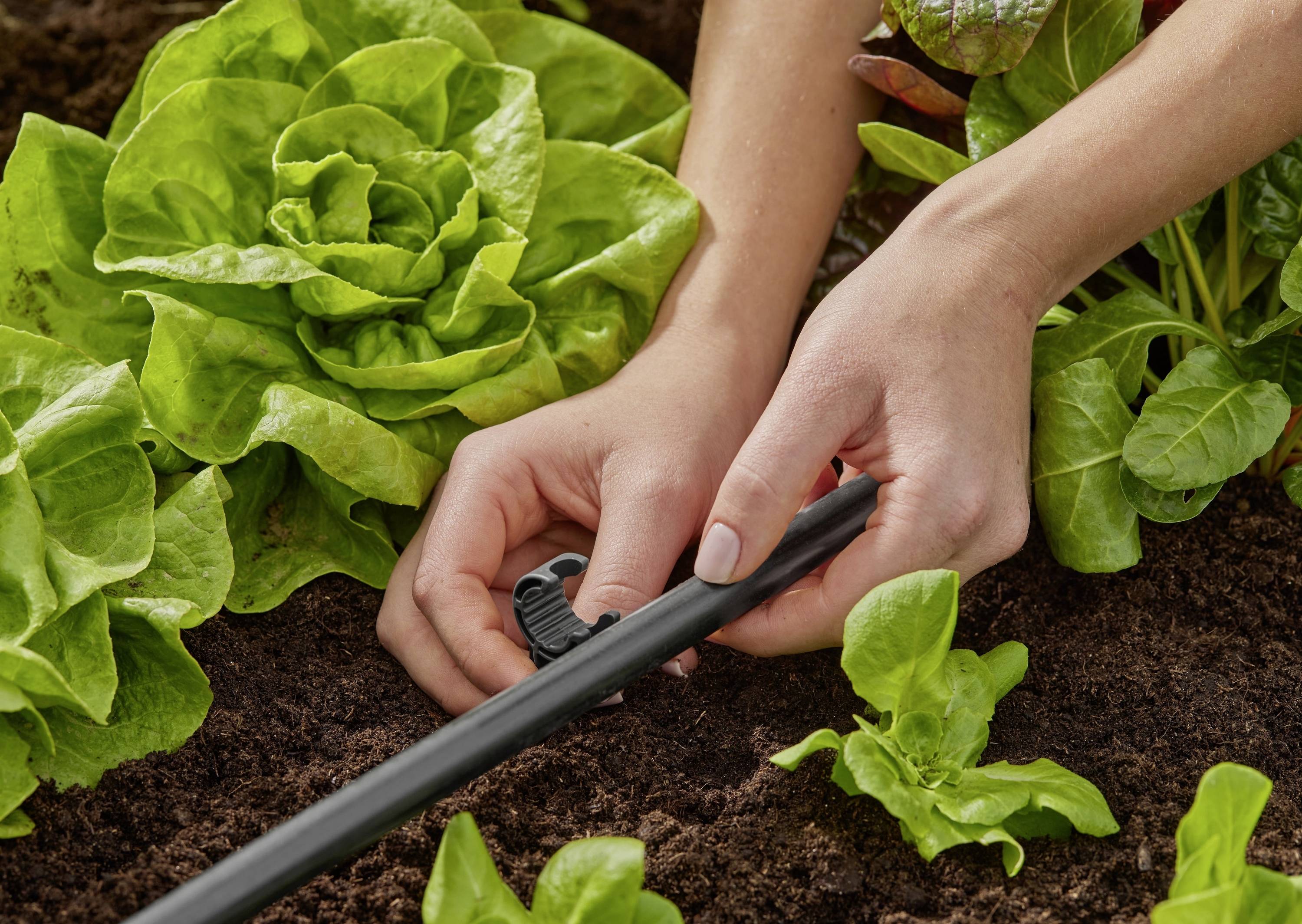 Hände justieren ein Tropfbewässerungssystem in einem Gemüsegarten mit Salatpflanzen und sorgen für eine präzise Bewässerung zwischen üppig grünen Blättern.
