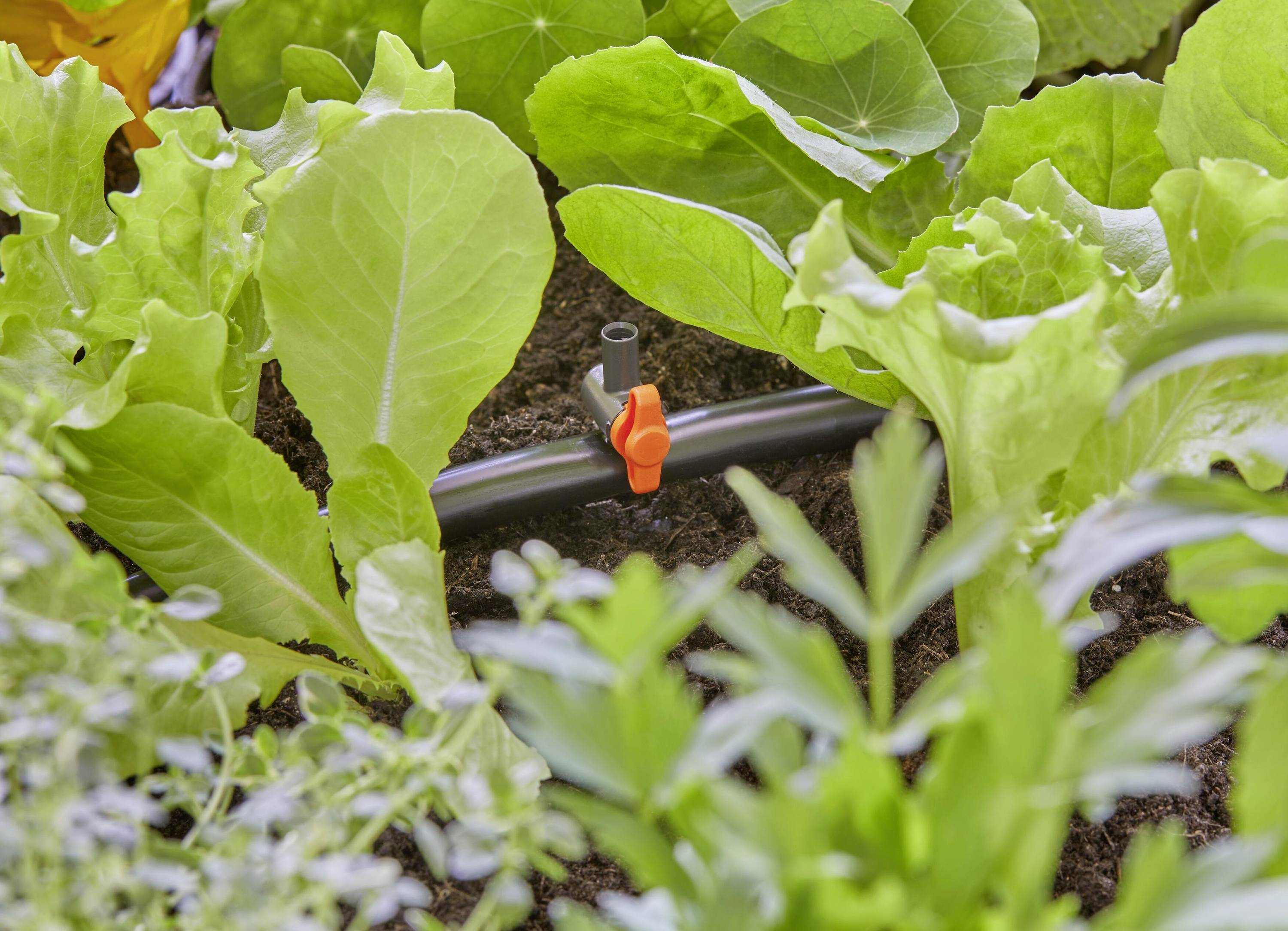 Ein Bewässerungsschlauch mit einem orangefarbenen Ventil liegt zwischen grünen Salatpflanzen in einem Gartenbeet.