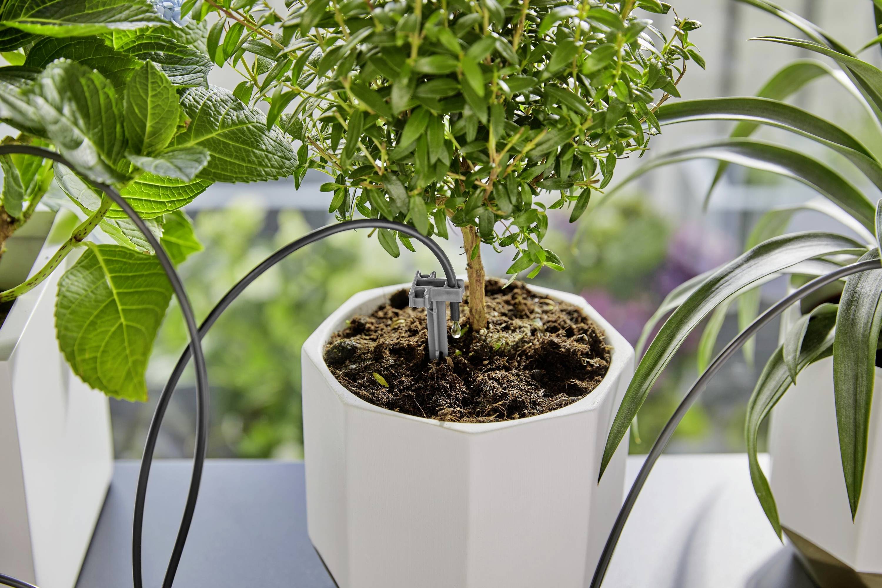 Eine Zimmerpflanze in einem sechseckigen Topf mit einem Bewässerungssystem, umgeben von anderen grünen Pflanzen auf einem Tisch.