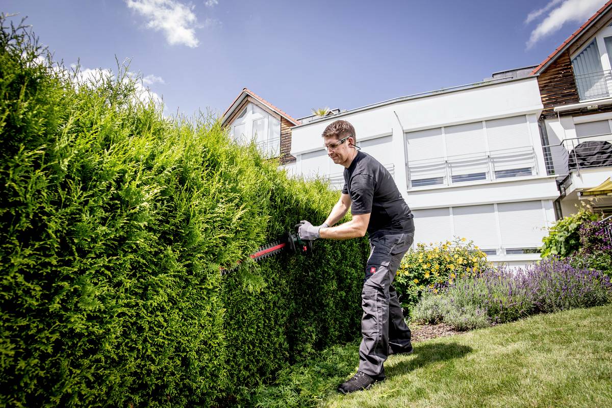 Ein Mann schneidet mit einer Heckenschere eine hohe grüne Hecke im Garten eines modernen Hauses. Klarer Himmel im Hintergrund.