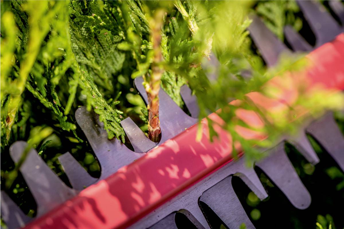 Heckenschere schneidet grüne Hecke. Gerät in Nahaufnahme, rote Schutzleiste sichtbar. Frisches Laub fällt während des Schneidens.