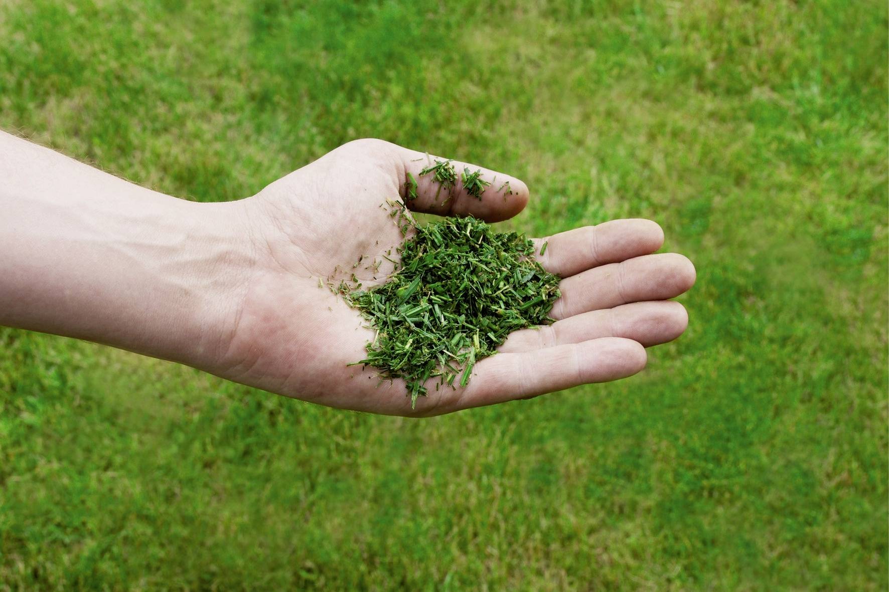 Eine Hand hält frisch gemähtes Gras über einer grünen Wiese.
