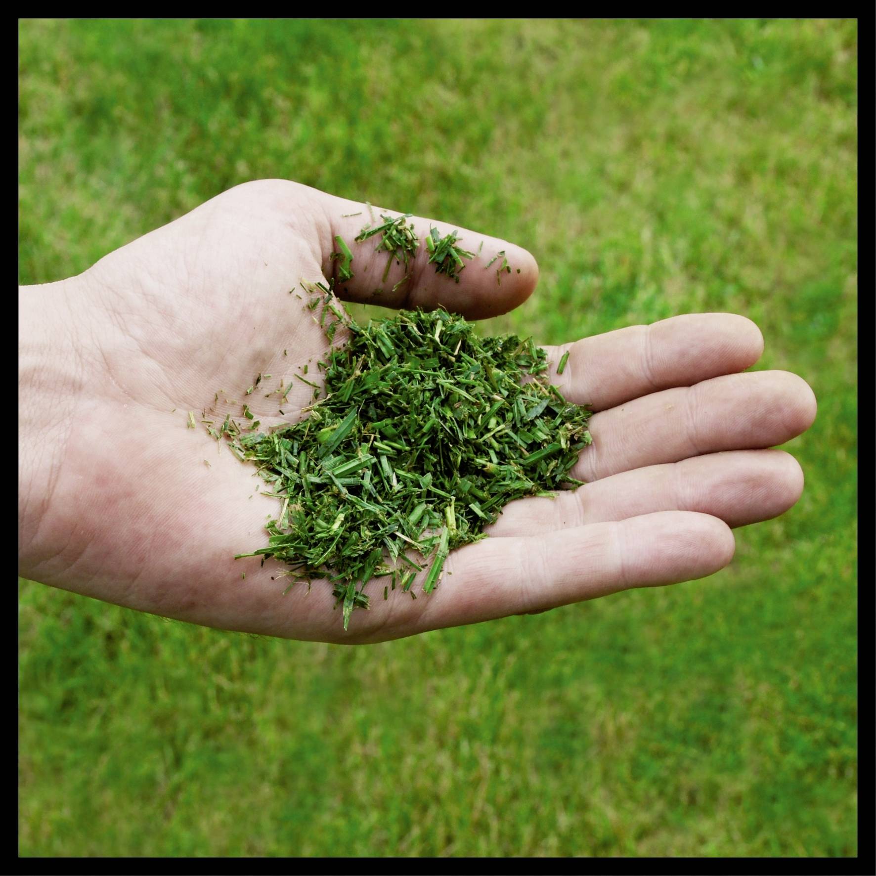 Eine Hand hält frisch geschnittenes Gras über grünem Rasen.