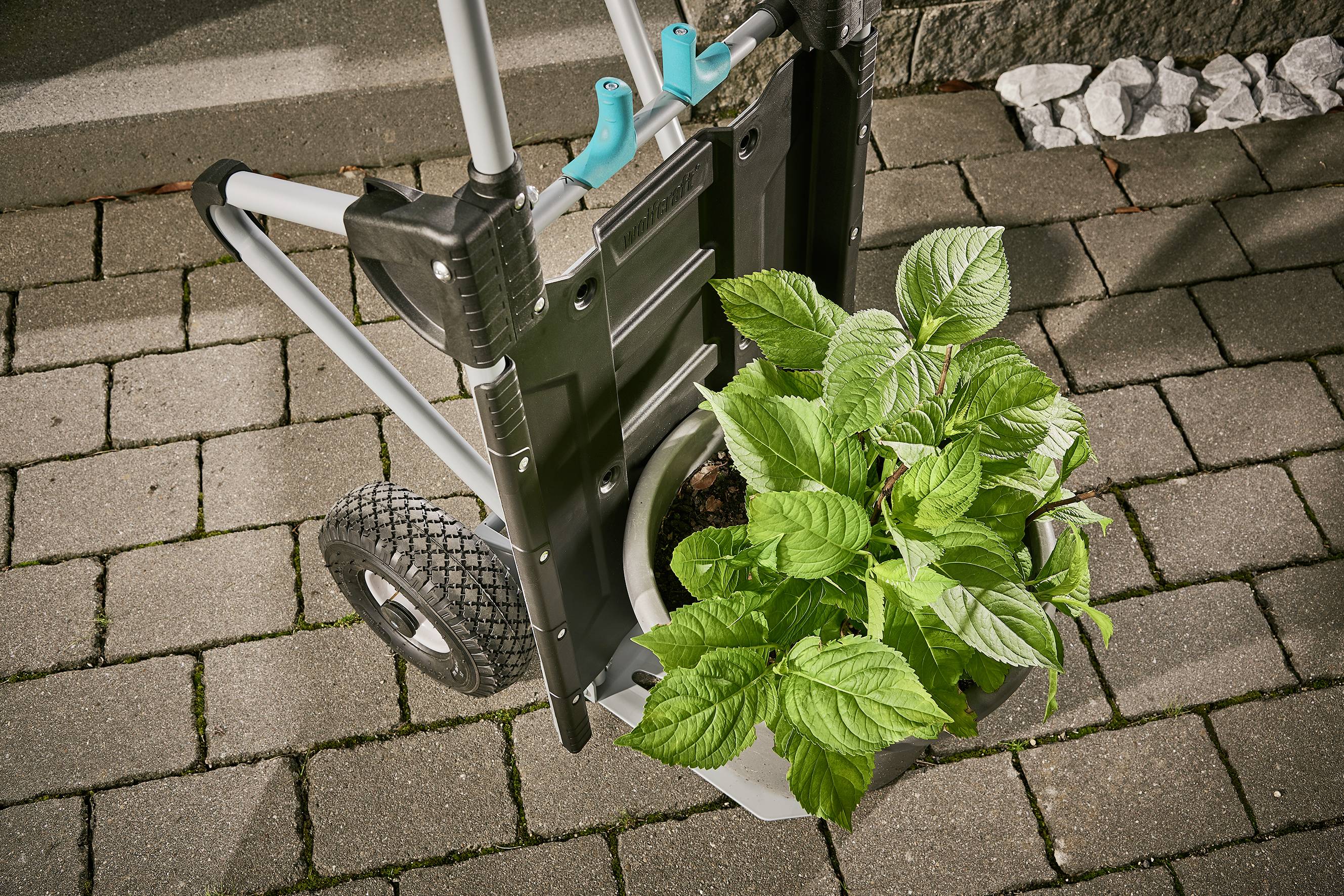 Ein Topfpflanze auf einem Handwagen wird auf einem gepflasterten Weg transportiert. Die Blätter sind grün und blühen dicht.