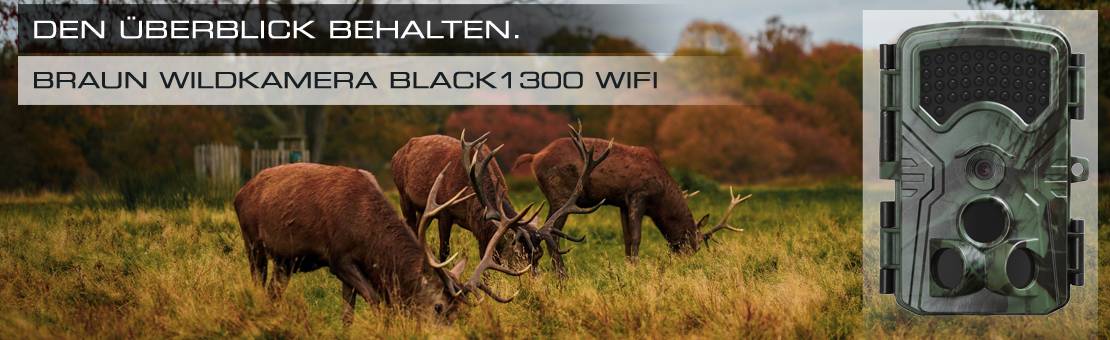 Zwei Hirsche auf einer Wiese im Herbst. Rechts im Bild eine Braun Wildkamera Black1300 Wifi. Text: Den Überblick behalten.