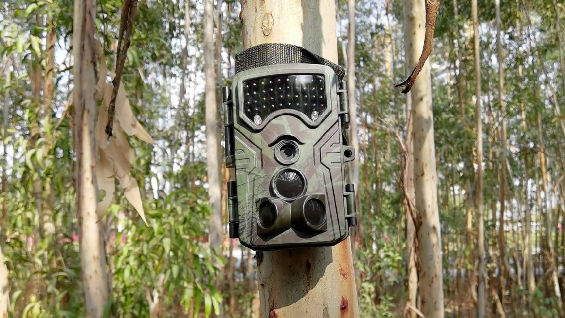 Eine Wildkamera ist an einem Baum in einem Wald befestigt, um Tiere zu beobachten. Im Hintergrund sind Bäume und Blätter sichtbar.