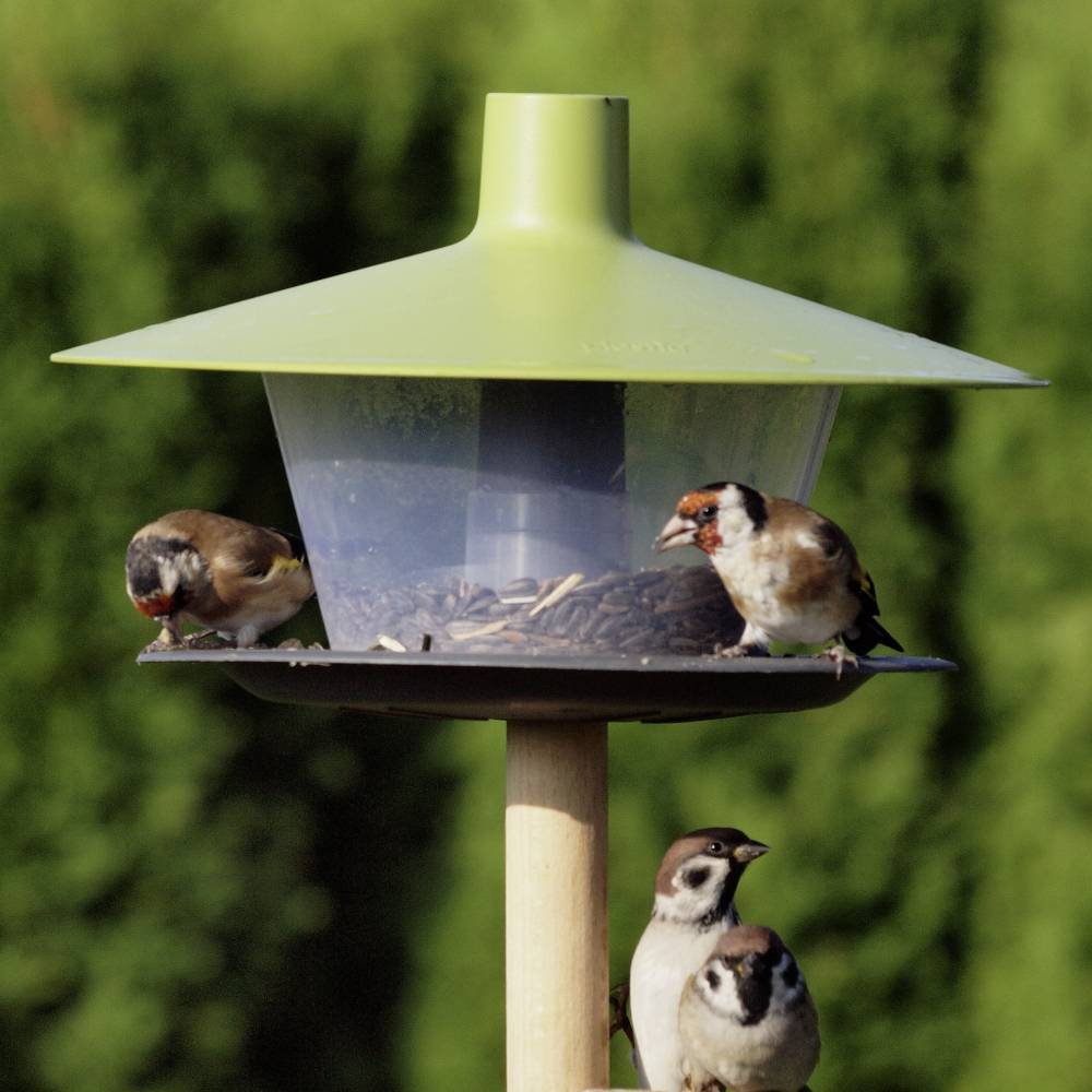 Drei Spatzen sitzen an einem Futterspender im Garten. Zwei Spatzen fressen aus dem Futterspender, während einer unten wartet.