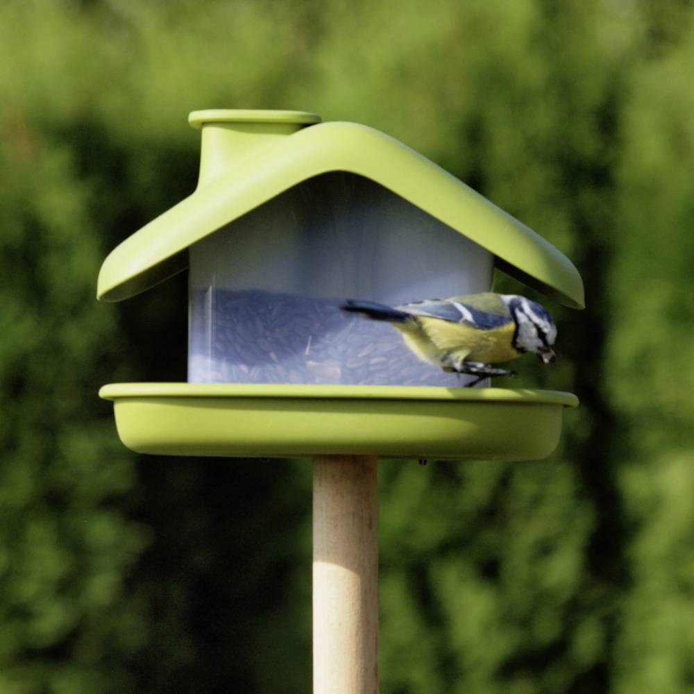Eine Blaumeise sitzt auf einem grünen Vogelhäuschen, das mit Vogelfutter gefüllt ist, vor einem verschwommenen grünen Hintergrund.