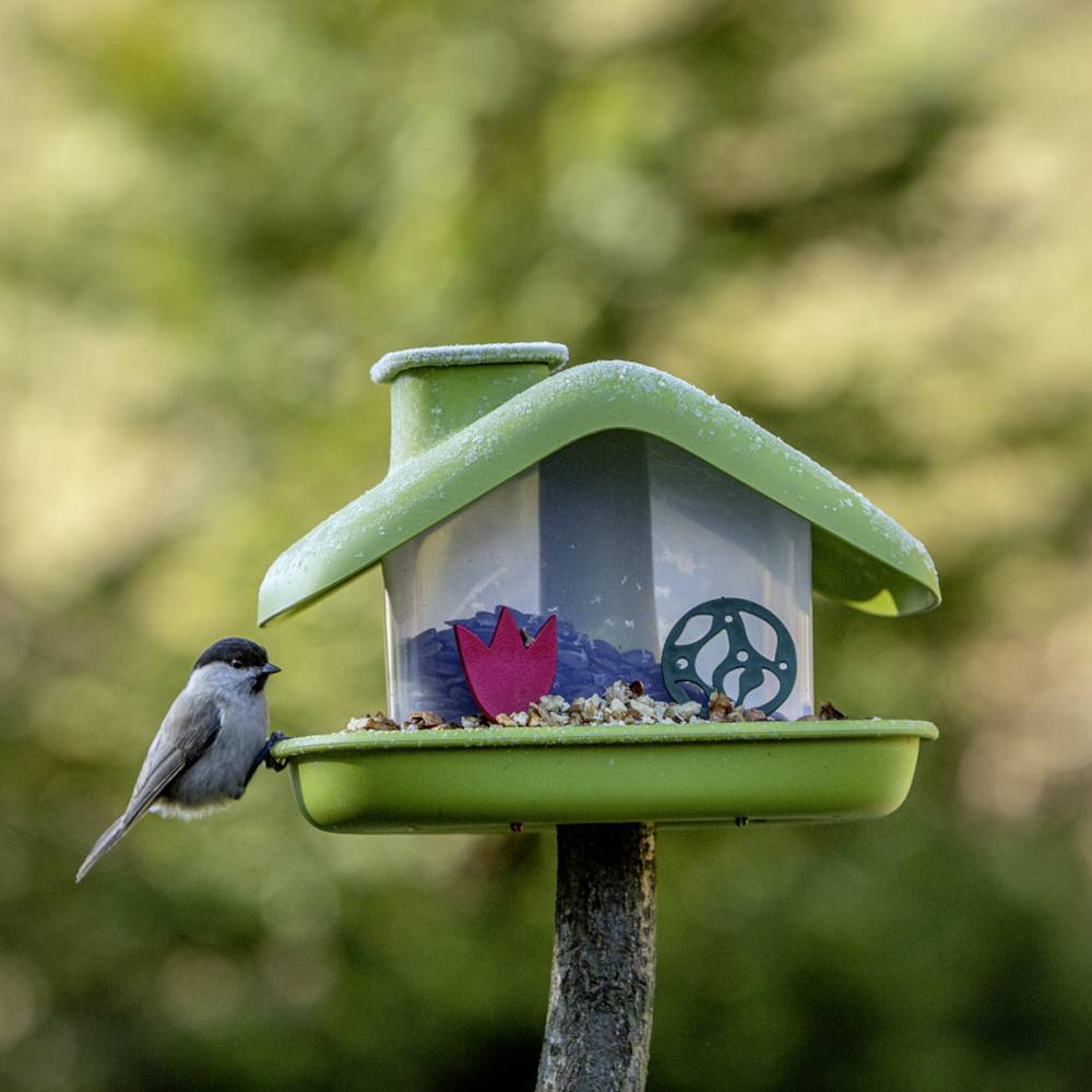 Ein kleiner Vogel sitzt auf einem grünen Vogelhaus, das mit Vogelfutter gefüllt ist. Im Hintergrund sind unscharfe Bäume zu sehen.