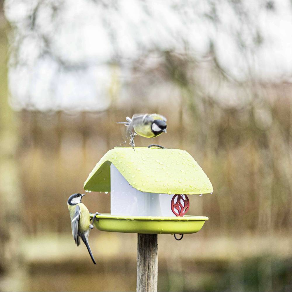 Zwei Meisen auf einem grünen Vogelhaus im Freien. Eine Meise sitzt oben, die andere an der Seite. Hintergrund leicht unscharf.