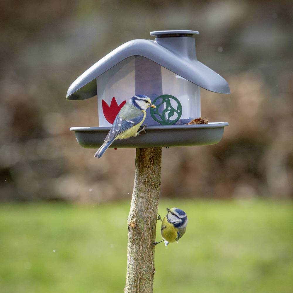 Zwei kleine Vögel auf einem Futterhäuschen, das an einem Ast befestigt ist. Einer sitzt auf der Kante, der andere auf dem Ast.