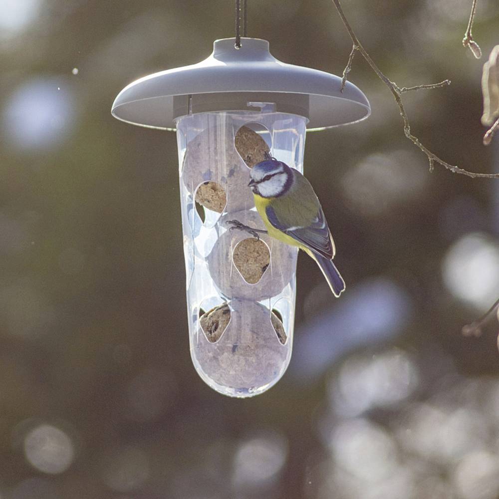 Ein Vogel sitzt an einem durchsichtigen Futterspender, der an einem Ast hängt. Im Inneren befinden sich mehrere gefüllte Futterkugeln.