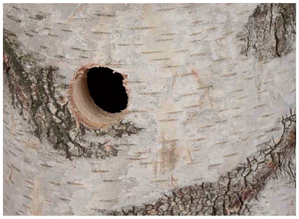 Ein Baumstamm mit einer deutlich sichtbaren kleinen Höhle, umgeben von rissiger Rinde.