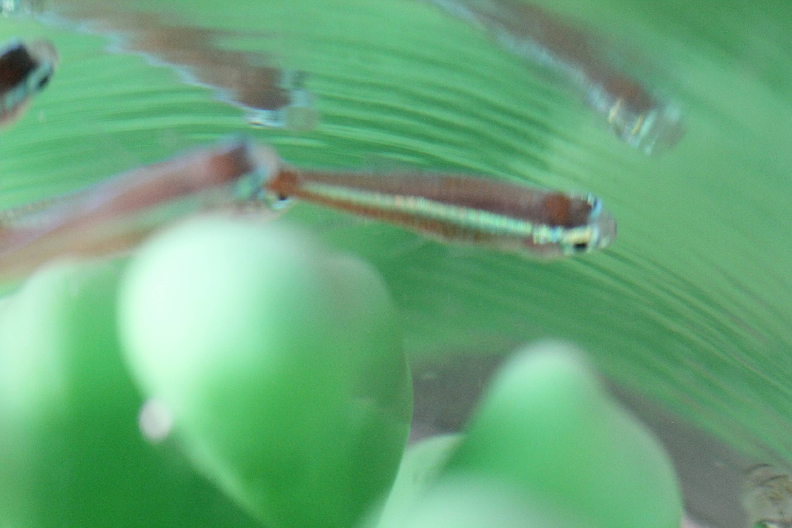 Kleine Fische schwimmen in einem Aquarium mit grünen Wasserpflanzen im Hintergrund. Der Hintergrund ist leicht verschwommen.