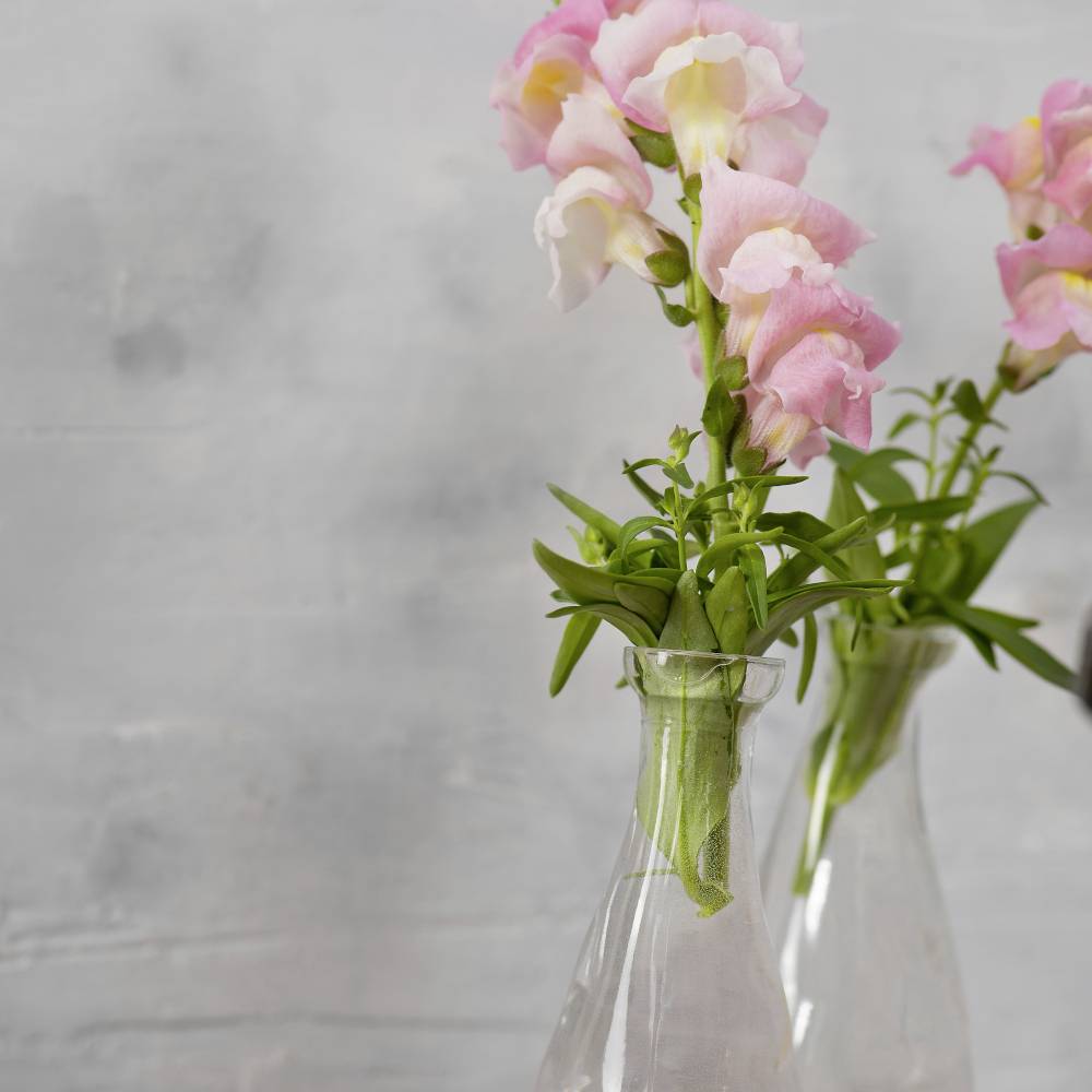 Ein Glasvase mit rosa Löwenmäulchen steht vor einem grauen Hintergrund. Die Blumen sind frisch und dekorativ arrangiert.