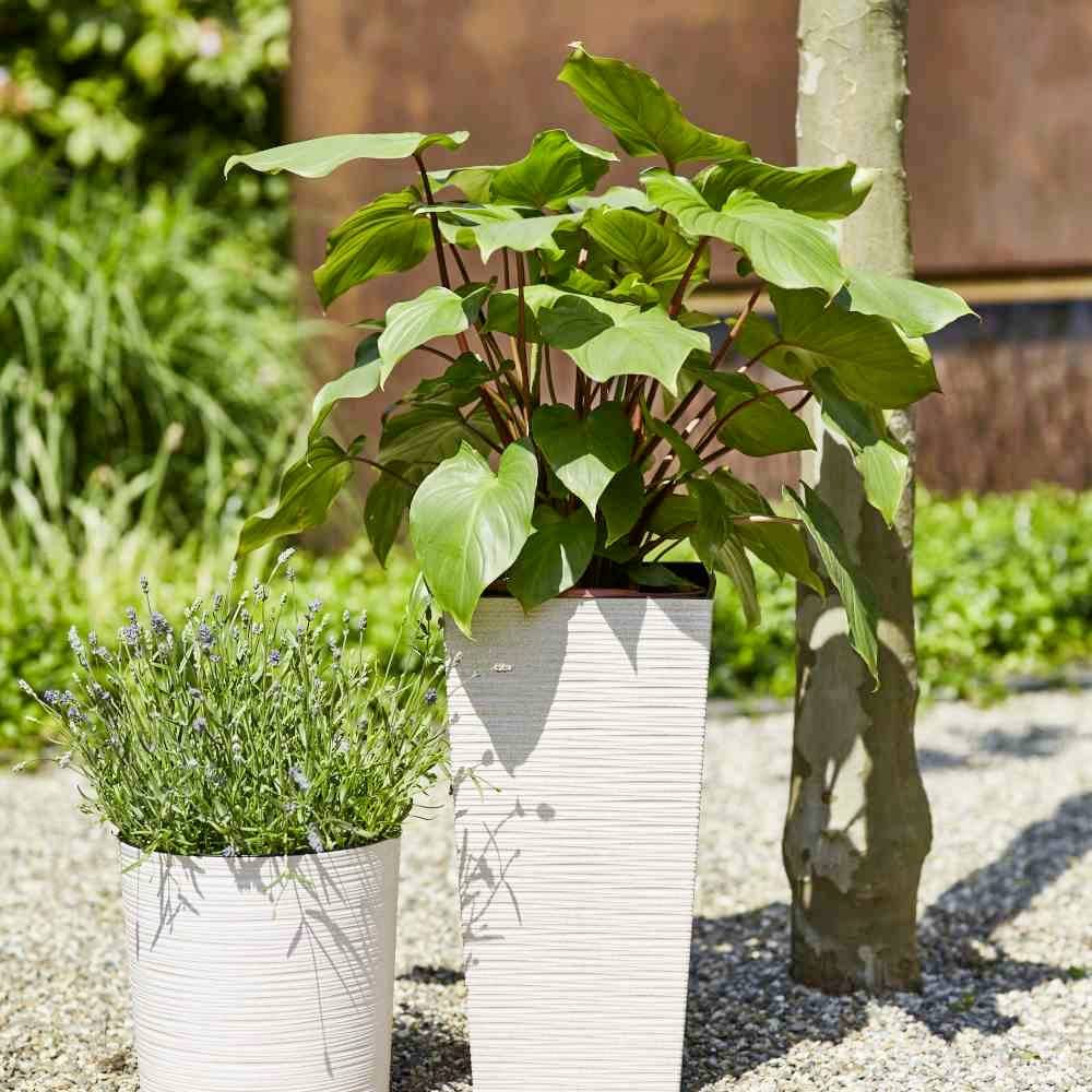 Siena Garden 831_05 83105Pflanzgefäß Kunststoff Weiß