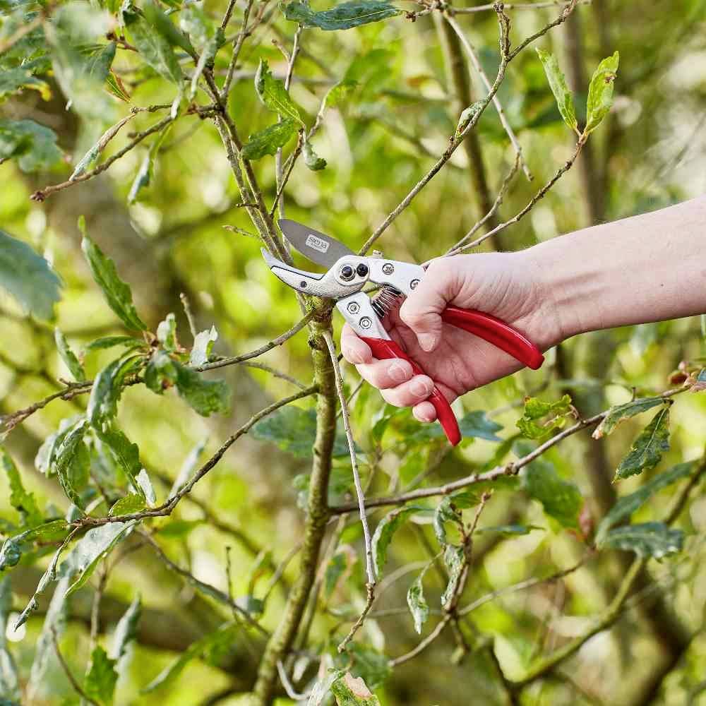 Eine Hand hält eine Gartenschere und schneidet einen dünnen Ast von einem Baum mit grünen Blättern ab.
