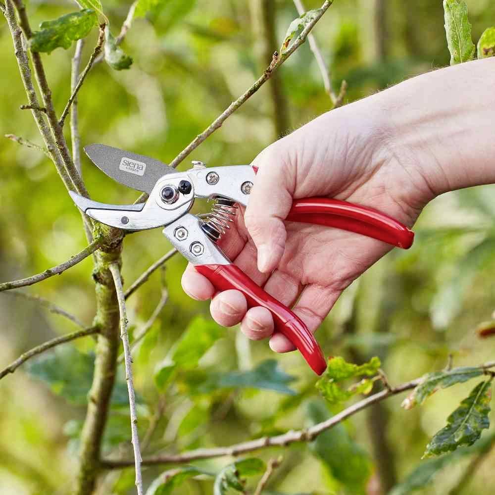 Eine Hand hält eine rote Gartenschere und schneidet einen dünnen Ast von einem Baum. Im Hintergrund sind grüne Blätter zu sehen.