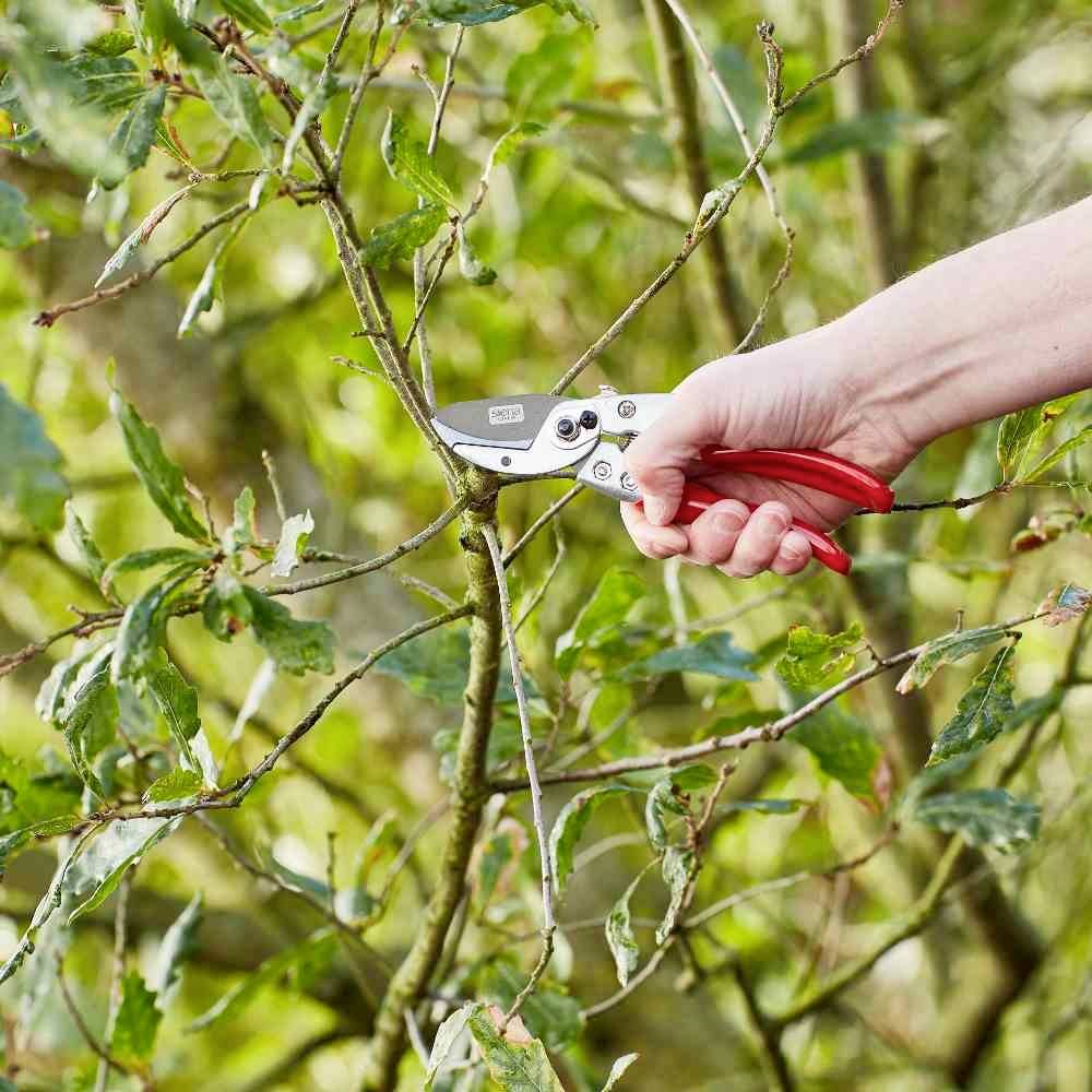 Eine Hand schneidet mit einer Gartenschere einen Zweig an einem Baum. Der Baum hat grüne Blätter, und die Szene wirkt wie im Garten.