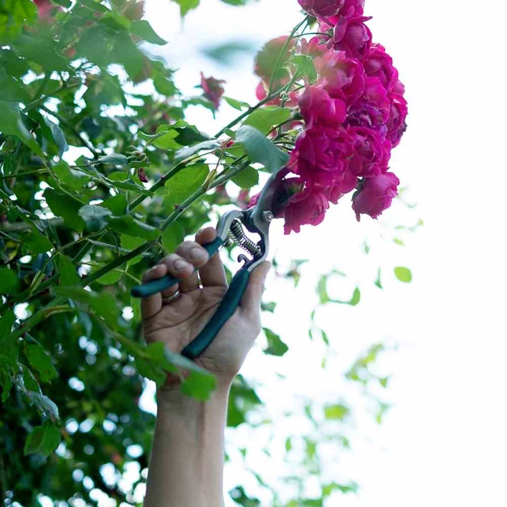 Siena Garden D69056 CG2080 Astschere Bypass