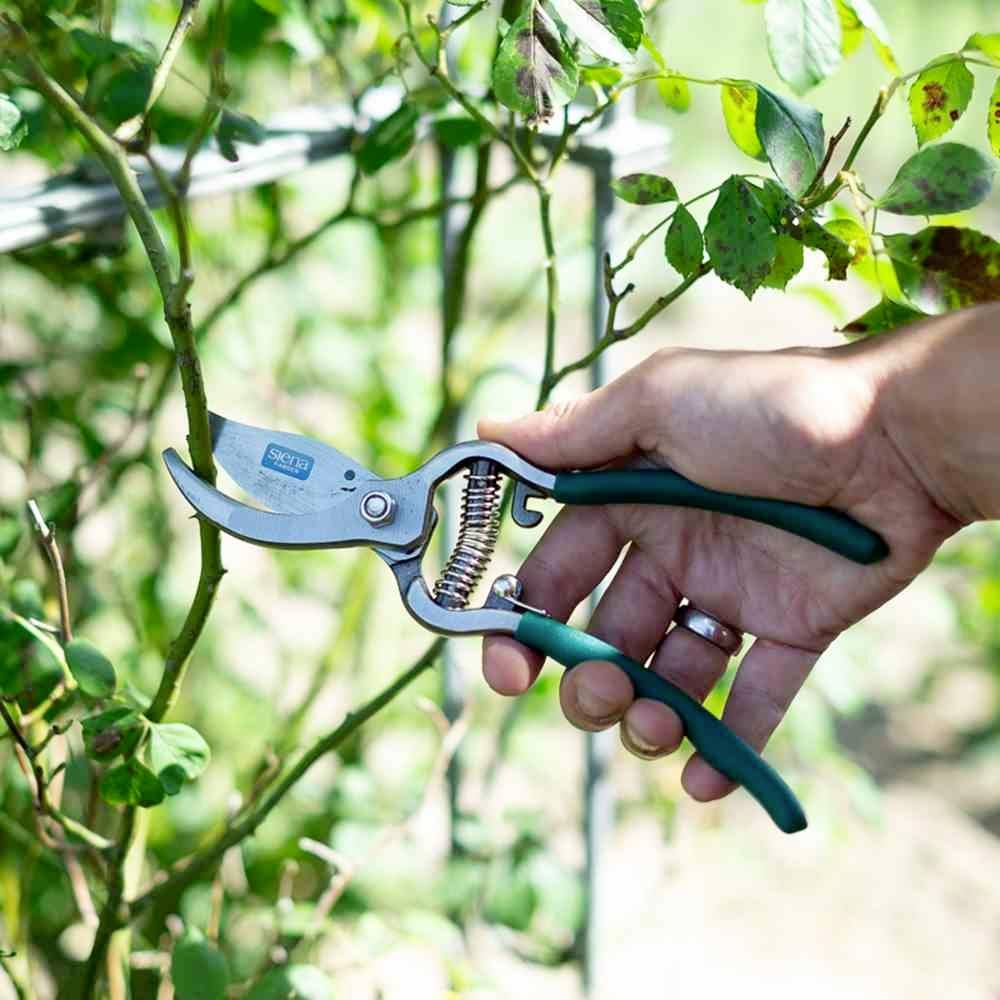 Siena Garden D69056 CG2080 Astschere Bypass