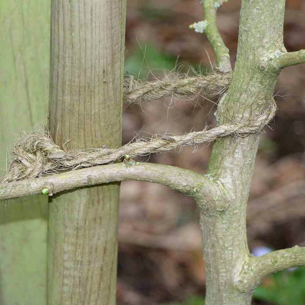 Ein junger Baum wird mit einem natürlichen, groben Seil an einen Pflock gebunden, um seine Stabilität zu sichern.