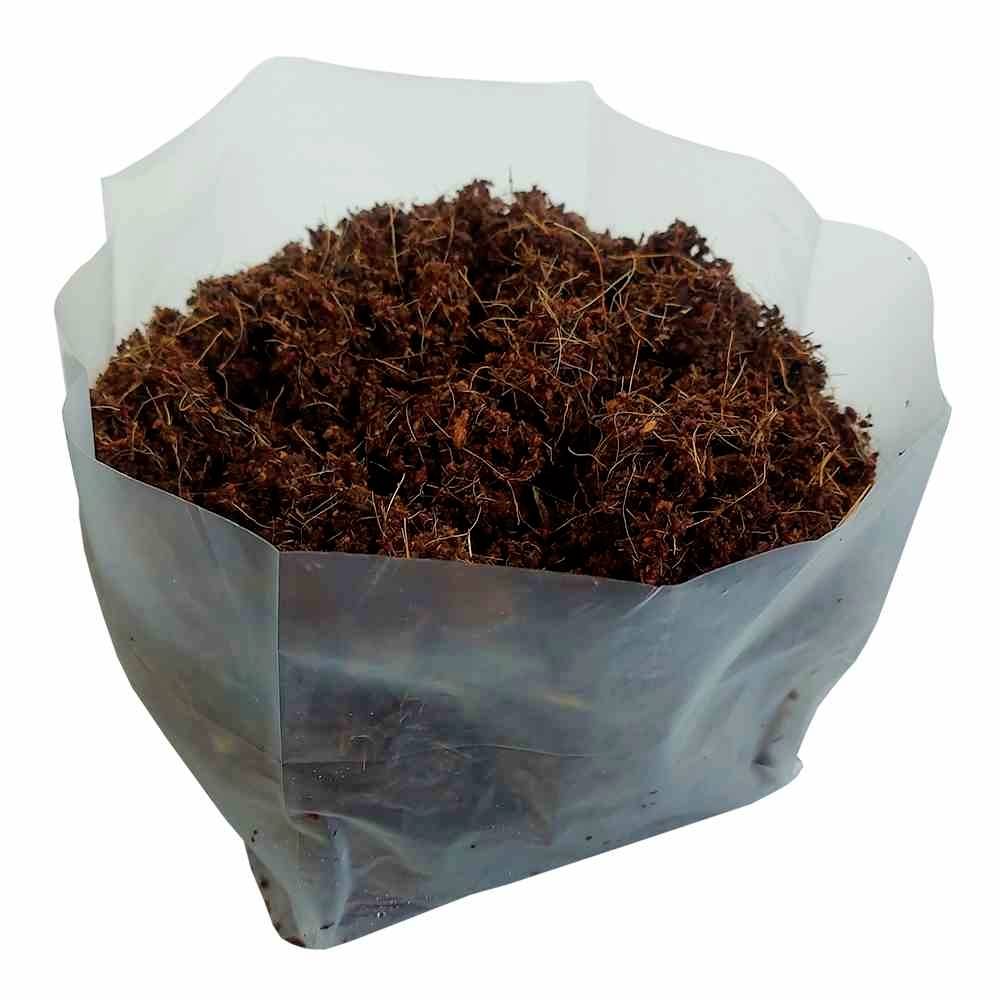 Siena Garden 80515 Saatset BBQ Dill, Thymian, Chilli; 29 x 19 x 19 cm 1 St.