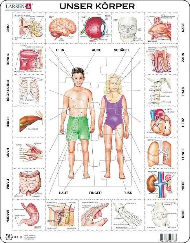 Puzzle Unser Körper 35 Teile OB1